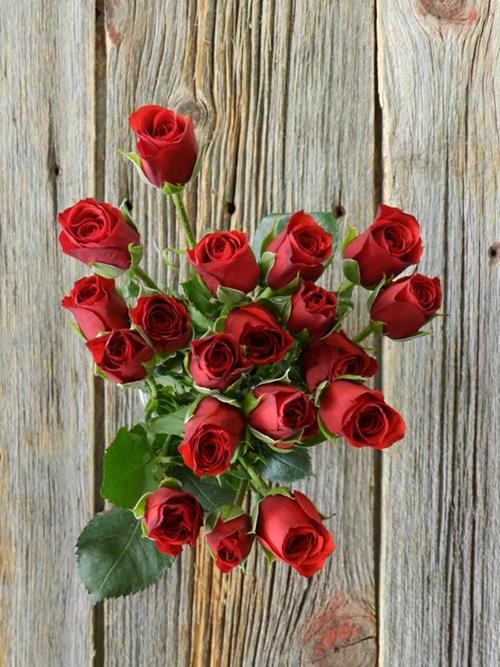 RED FIRE KING  RED SPRAY ROSES